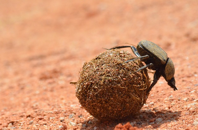 大フンコロガシ Giant Dung Beetles|ハリーポッターとファンタビの魔法生物・動物
