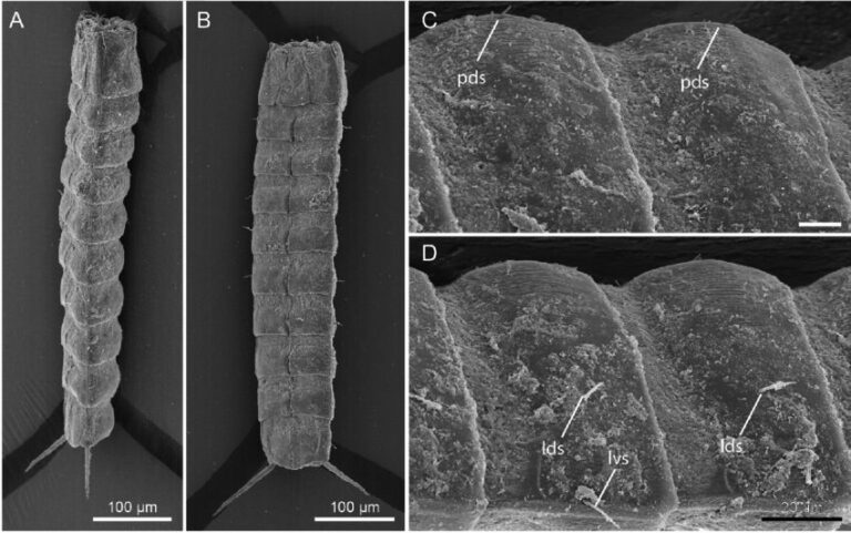 https://www.researchgate.net/figure/Scanning-electron-micrographs-of-female-Leiocanthus-nagini-sp-nov-A-ventrolateral_fig7_292434738