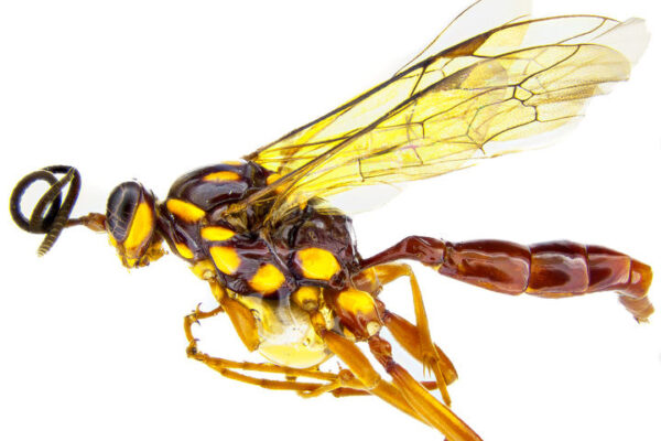 https://www.nzgeo.com/audio/meet-lusius-malfoyi-a-parasitoid-wasp/