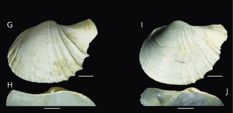 https://www.researchgate.net/figure/A-F-Cardiomya-minerva-sp-nov-holotype-IBUFRJ-5785-A-B-External-view-left-and_fig5_340215824