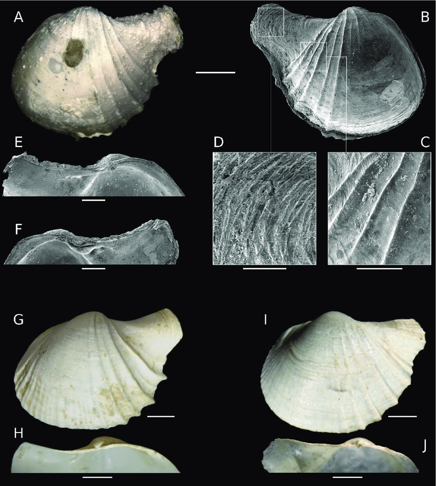 https://www.researchgate.net/figure/A-F-Cardiomya-minerva-sp-nov-holotype-IBUFRJ-5785-A-B-External-view-left-and_fig5_340215824