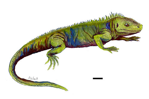http://www.bristol.ac.uk/news/2015/june/new-species-of-ancient-reptile.html