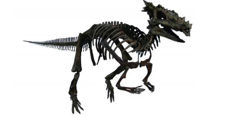 https://www.childrensmuseum.org/blog/meet-dracorex-hogwartsia-v2