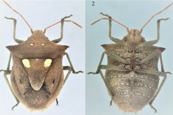 https://www.researchgate.net/publication/352899155_A_new_synonymy_within_the_South_American_Carpocorini_Hemiptera_Heteroptera_Pentatomidae